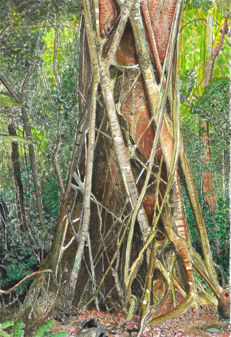 3-strangler fig - bottom - LR